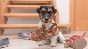 Read more about the article Behavioral Challenges in Puppies: Patience and Positive Reinforcement