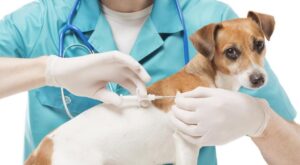 Read more about the article Puppy Vaccination Schedule: A Comprehensive Guide to Protecting Your New Companion