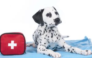 Read more about the article Puppy Health Kit: First Aid Supplies Every Owner Should Have