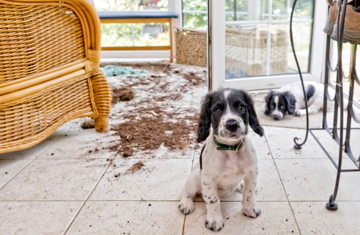 Read more about the article Creating a Safe Haven: Puppy-Proofing Your Home for a New Arrival