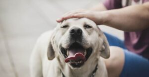 Read more about the article Dealing with Common Behavior Issues: Solutions for Barking, Jumping, and More