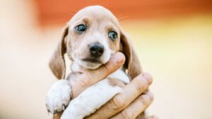 Read more about the article Recognizing Signs of Illness: A Guide to Monitoring Your Puppy’s Health