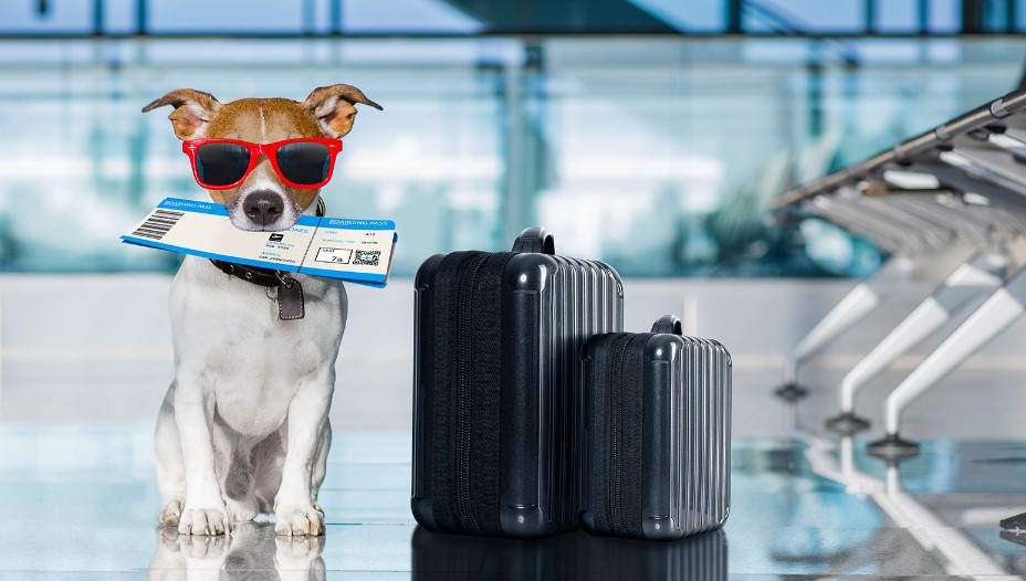 Read more about the article Traveling with Your Puppy: Must-Have Gear for Journeys Together