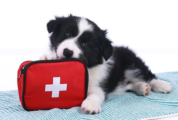 Read more about the article Emergency Preparedness: First Aid Kit and Safety Measures for Dogs