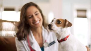 Read more about the article Holistic Approaches to Dog Health: Natural Remedies and Therapies