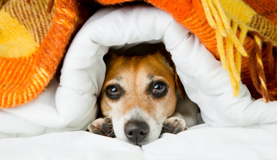 Read more about the article ARE WEIGHTED BLANKETS SAFE FOR DOGS?