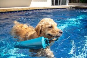 Read more about the article Keeping Fido Safe: The Ultimate Guide to Pool Safety for Dogs