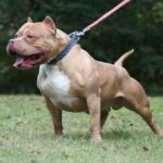 Unleashing the Truth About Pitbulls: Separating Fact from Fiction