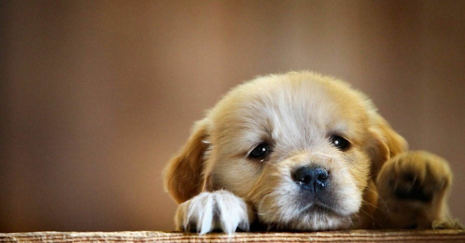 You are currently viewing From Puppies to Playful Pooches: The Top Dogs That Will Make You Smile