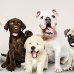 The Ultimate Guide to Dog Breeds: Finding Your Perfect Canine Companion